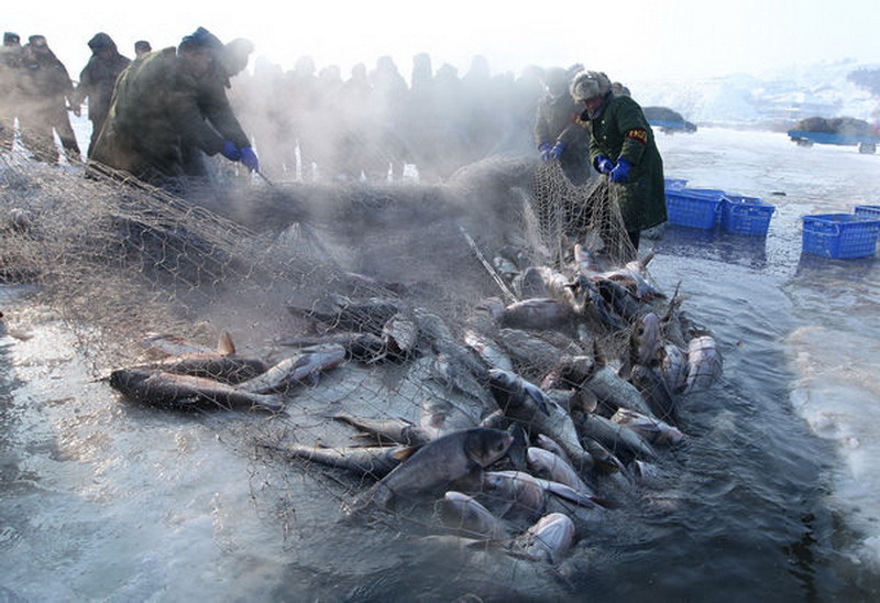 This net is designed to catch only adult fish. Immature fish are released in order to ensure future stocks.(China Daily/ Bai Shi)