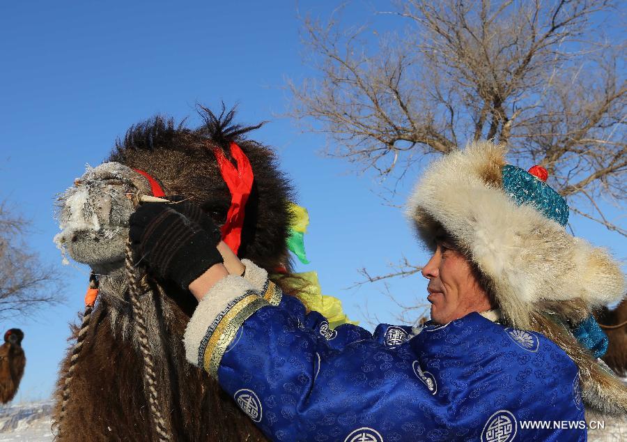 A herdsman ties halter on his camel at the camel culture festival in Xi Ujimqin Banner of north China's Inner Mongolia Autonomous Region, Jan. 5, 2012. The camel cultural festival kicked off here Jan. 5, which included camel racing, performance and training competition. (Xinhua/Ren Junchuan) 