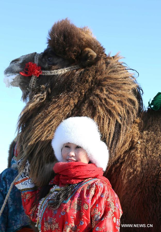 A woman of Mongolian ethnic group poses with a camel at the camel culture festival in Xi Ujimqin Banner of north China's Inner Mongolia Autonomous Region, Jan. 5, 2012. The camel cultural festival kicked off here Jan. 5, which included camel racing, performance and training competition. (Xinhua/Ren Junchuan)