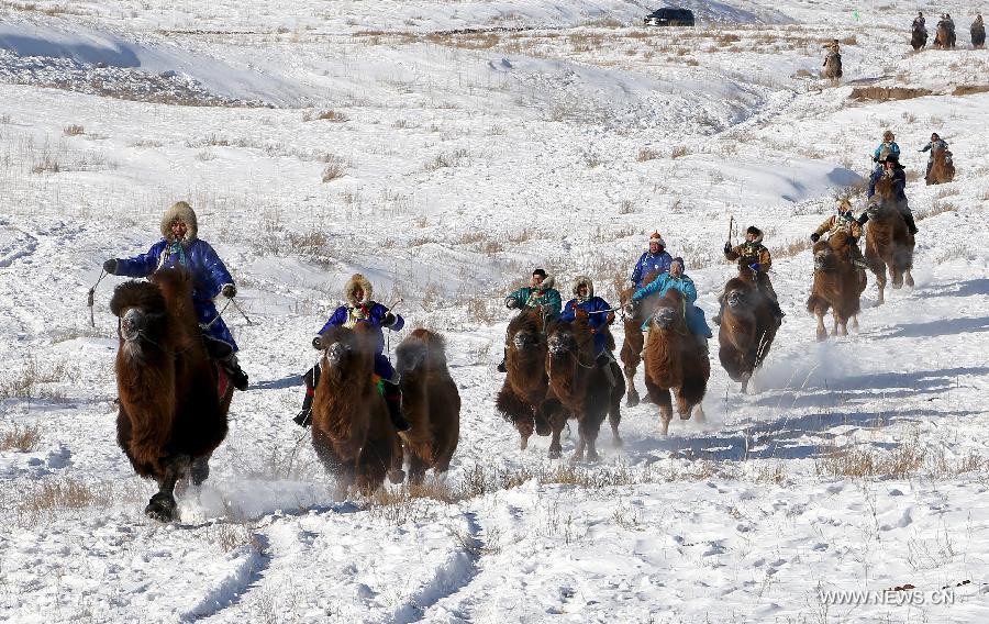 Herdsmen take part in a camel racing in Xi Ujimqin Banner of north China's Inner Mongolia Autonomous Region, Jan. 5, 2012. A camel cultural festival kicked off here Jan. 5, which included camel racing, performance and training competition. (Xinhua/Ren Junchuan)