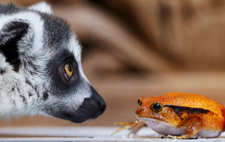 A ring-tailed lemur sniffs at a tomato frog (Dyscophus antongilii) during an animal inventory at the Tierpark Hagenbeck zoo in Hamburg, northern Germany. (Xinhua/AFP)