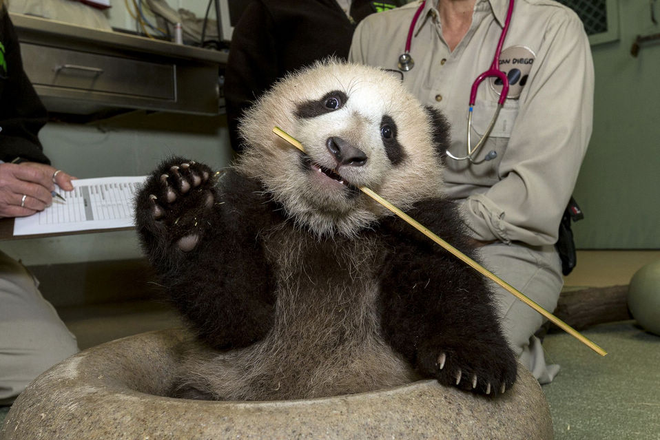 A giant panda cub receives New Year's toys at San Diego Zoo, U.S., Dec. 27, 2012. (Xinhua/AFP)