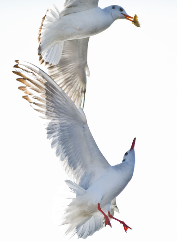 Two sea gulls fight in the air for food offered by visitors in Tianjin, Dec. 30, 2012. (Xinhua/Yue Yuewei)