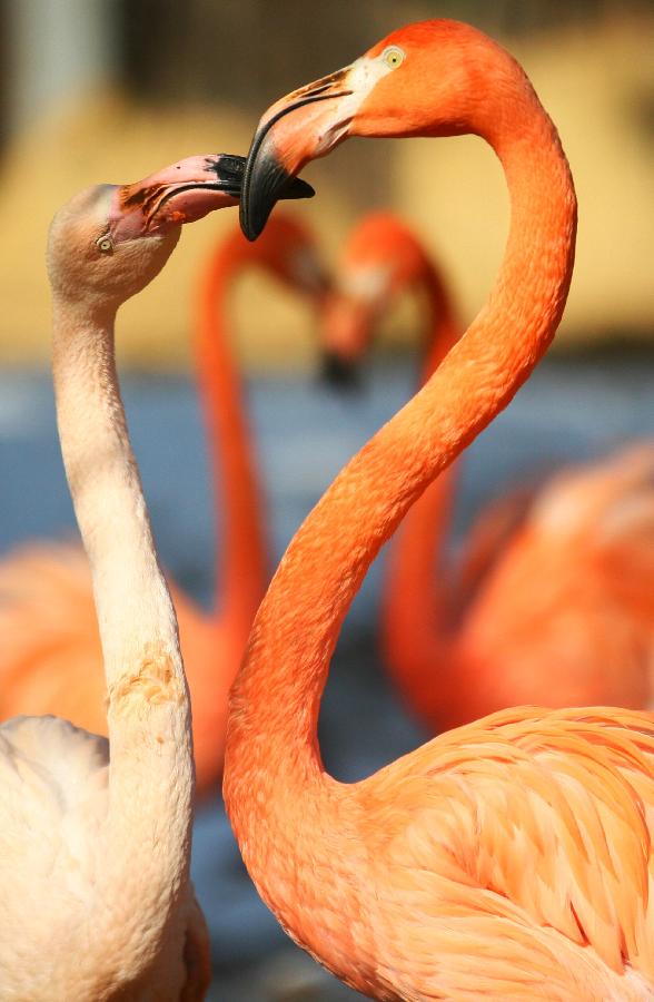 Animals enjoyed warm sunshine at Nanjing Hongshan Forest Zoo, December 30, 2012. (Xinhua/Wang Xin)