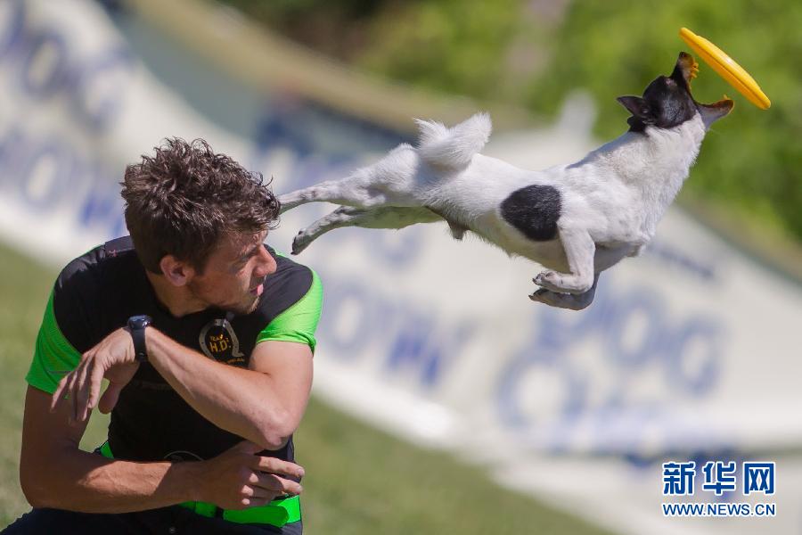 An extremely athletic dog strains every muscle trying to catch a Frisbee in Frisbee European Championship 2012 in Budapest, Hungary, June 16, 2012.(Photo/Xinhua)