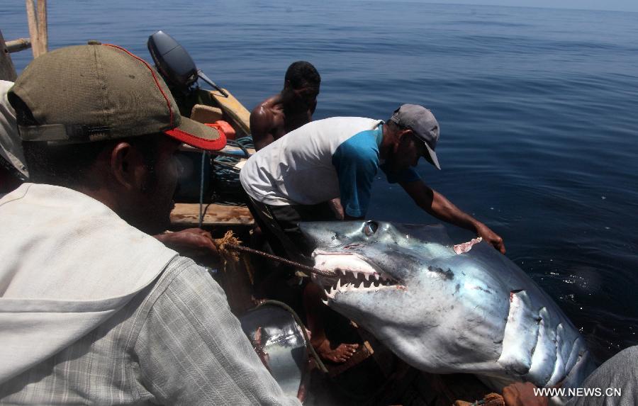 Harpooners on a traditional whale-hunting boat drag a captured shark into the boat near the island of Lamalera in Indonesia's East Nusa Tenggara Province, Oct. 30, 2012. The decrease of whale population in the waters of Indonesia's Lamalera in recent years has been a concern to the locals as they rely on the whale capture to support economic needs, which now have turned to dolphin and shark capture. (Xinhua/Jiang Fan) 