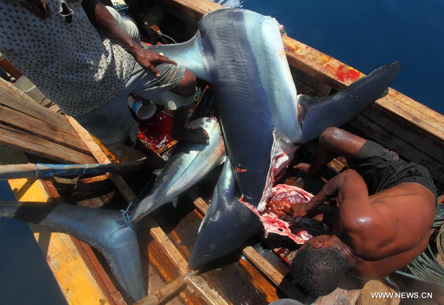 Harpooners on a traditional whale-hunting boat cuts a shark near the island of Lamalera in Indonesia's East Nusa Tenggara Province, Oct. 30, 2012. The decrease of whale population in the waters of Indonesia's Lamalera in recent years has been a concern to the locals as they rely on the whale capture to support economic needs, which now have turned to dolphin and shark capture. (Xinhua/Jiang Fan)