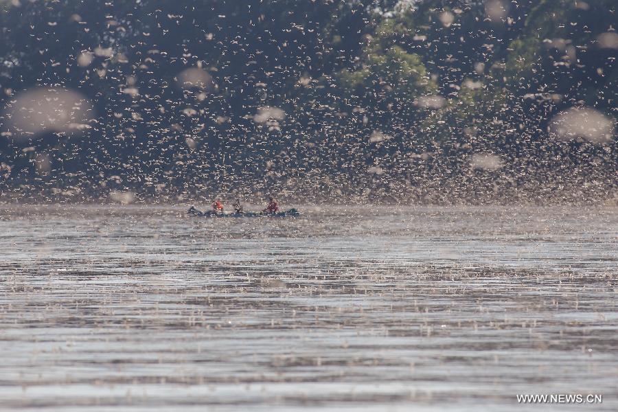 Thousands of dayflies gather to copulate at Tisza River in Hungary on June 20, 2012. (Xinhua/Attila Volgyi) 