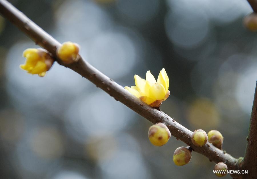 Wintersweets bloom in the Xiaoling Tomb, the mausoleum of Emperor Zhu Yuanzhang of the Ming Dynasty (1368-1644) in Nanjing, capital of east China's Jiangsu Province, Jan. 8, 2013. (Xinhua/Li Xiang) 