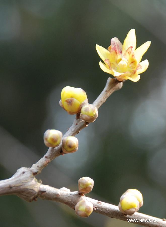 Wintersweets bloom in the Xiaoling Tomb, the mausoleum of Emperor Zhu Yuanzhang of the Ming Dynasty (1368-1644) in Nanjing, capital of east China's Jiangsu Province, Jan. 8, 2013. (Xinhua/Li Xiang) 