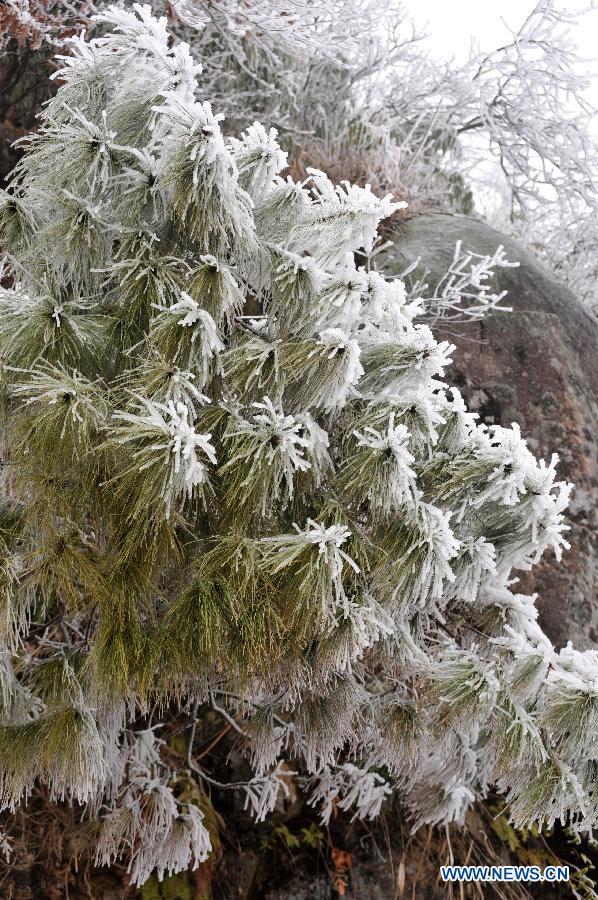 Photo taken on Jan. 7, 2013 shows the trees covered with icicles on Mao'er Mountain in Guilin, south China's Guangxi Zhuang Autonomous Region. (Xinhua/Lu Bo'an) 