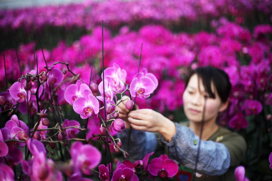 A worker trims phalaenopsis at an agricultural science and technology park in Tianjin, north China, Jan. 9, 2013. Over 50,000 new-type phalaenopsis have been prepared by the agricultural park to satisfy the market demand as the Spring Festival draws near. (Xinhua)