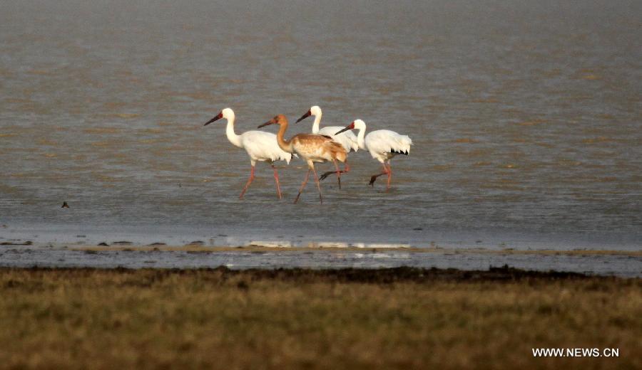 A flock of snow cranes (Grus leucogeranus), one of China's Class-I State-Protected Species, are seen at the Shahu Wetland of the Poyang Lake, in Jiujiang City, east China's Jiangxi Province, Jan. 9, 2013. (Xinhua/Fu Jianbin) 