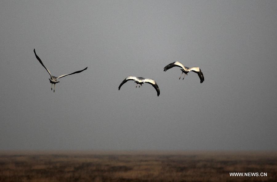 A flock of snow cranes (Grus leucogeranus), one of China's Class-I State-Protected Species, are seen at the Shahu Wetland of the Poyang Lake, in Jiujiang City, east China's Jiangxi Province, Jan. 9, 2013. (Xinhua/Fu Jianbin)