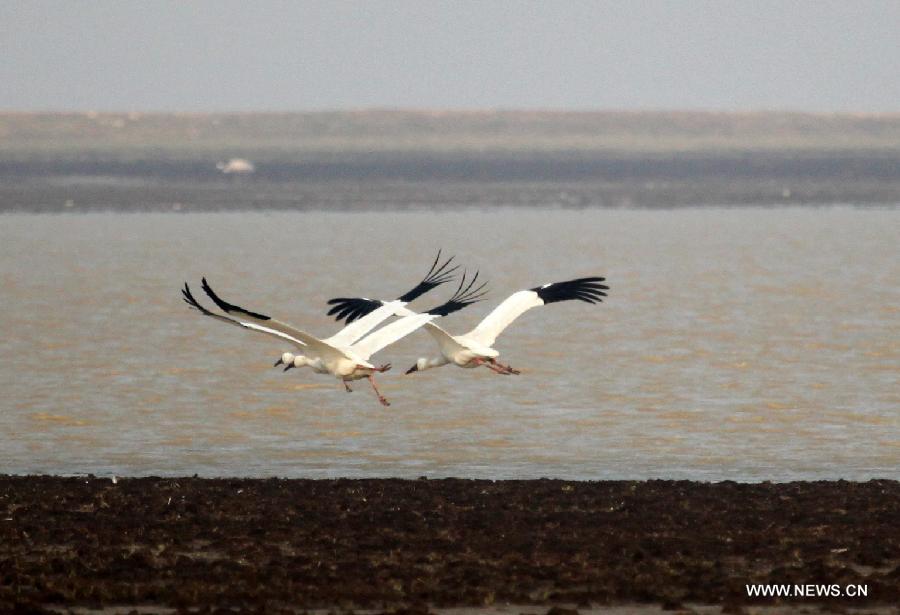 A flock of snow cranes (Grus leucogeranus), one of China's Class-I State-Protected Species, are seen at the Shahu Wetland of the Poyang Lake, in Jiujiang City, east China's Jiangxi Province, Jan. 9, 2013. (Xinhua/Fu Jianbin) 