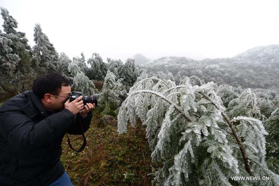 Photo taken on Jan. 9, 2013 shows the rimed plants in Luoping County of Qujing City, southwest China's Yunnan Province. Lingering cold and freezing rain caused a sudden drop in temperature in Luoping County. (Xinhua/Mao Hong)