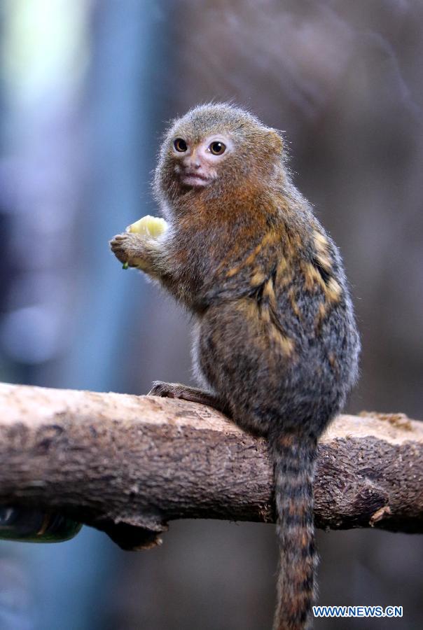 Photo taken on Jan. 10, 2013 shows a marmoset at Ocean Park in Hong Kong, south China. (Xinhua/Li Peng)