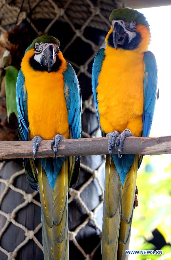 Photo taken on Jan. 10, 2013 shows the scarlet macaws at Ocean Park in Hong Kong, south China. (Xinhua/Li Peng)