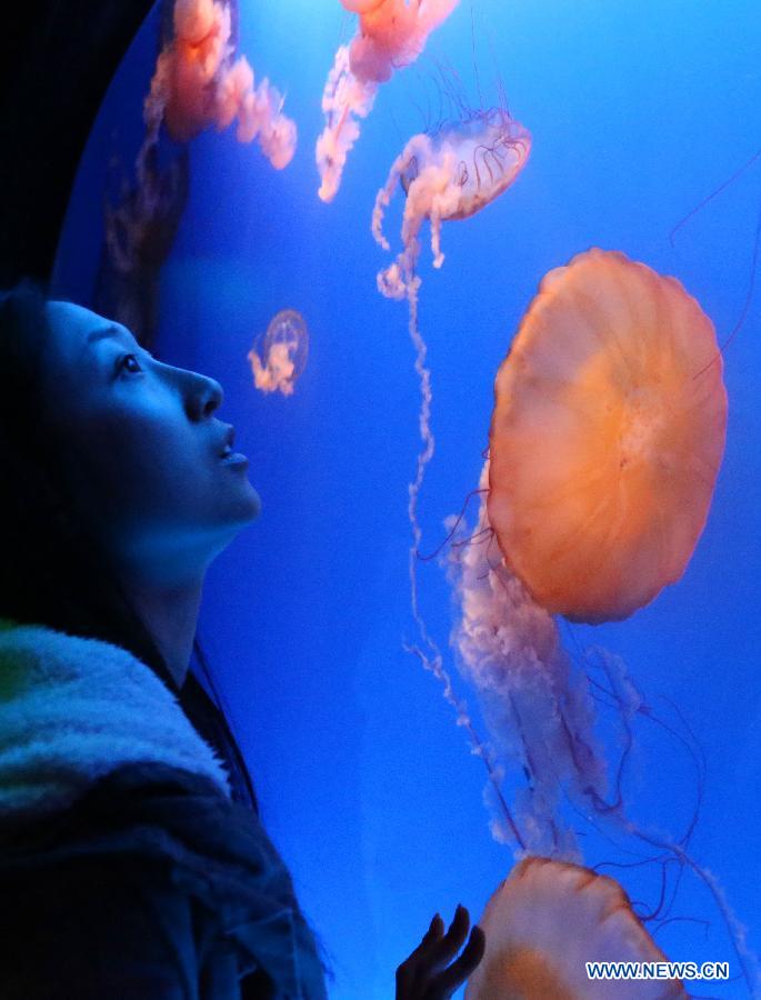 A tourist watches jellyfishes at the Ocean Park in Hong Kong, south China, Jan. 10, 2013. (Xinhua/Li Peng)