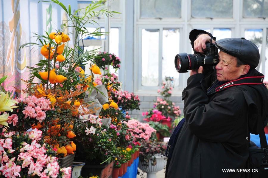 A photographer takes photos of blooming azaleas during an exhibition in Nanjing, capital of east China's Jiangsu Province, Jan. 11, 2013. The one-month exhibition kicked off here on Jan. 10, displaying more than 10 kinds of azaleas. (Xinhua/Zhu Cheng) 