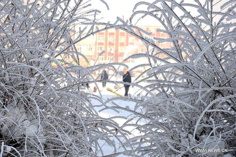 Photo taken on Jan. 12, 2013 shows rimed trees in Yakeshi City, north China's Inner Mongolia Autonomous Region. (Xinhua/Yu Changjun) 