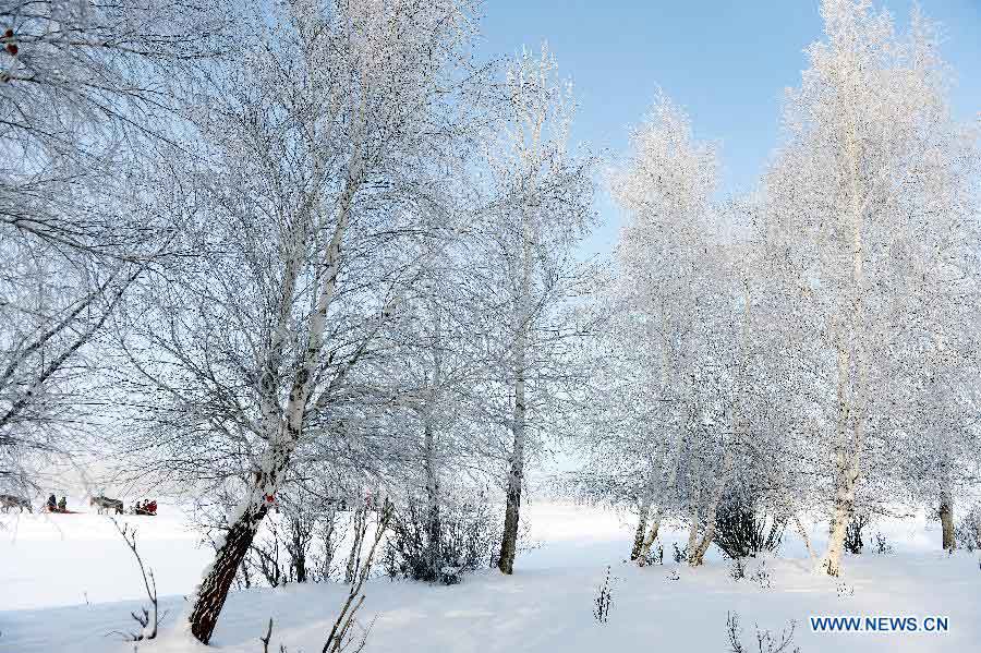 Photo taken on Jan. 10, 2013 shows rime scenery in Chonghu'er Township of Burqin County, northwest China's Xinjiang Uygur Autonomous Region. (Xinhua/Sadat)