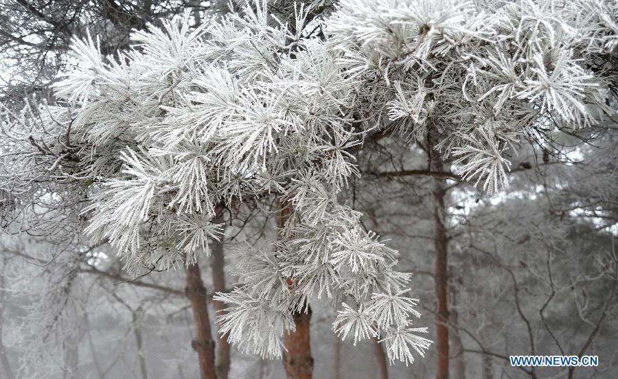 Photo taken on Jan. 15, 2013 shows the winter scenery of rimes in the mountainous areas of Jinan City, capital of east China's Shandong Province. (Xinhua/Xu Suhui)