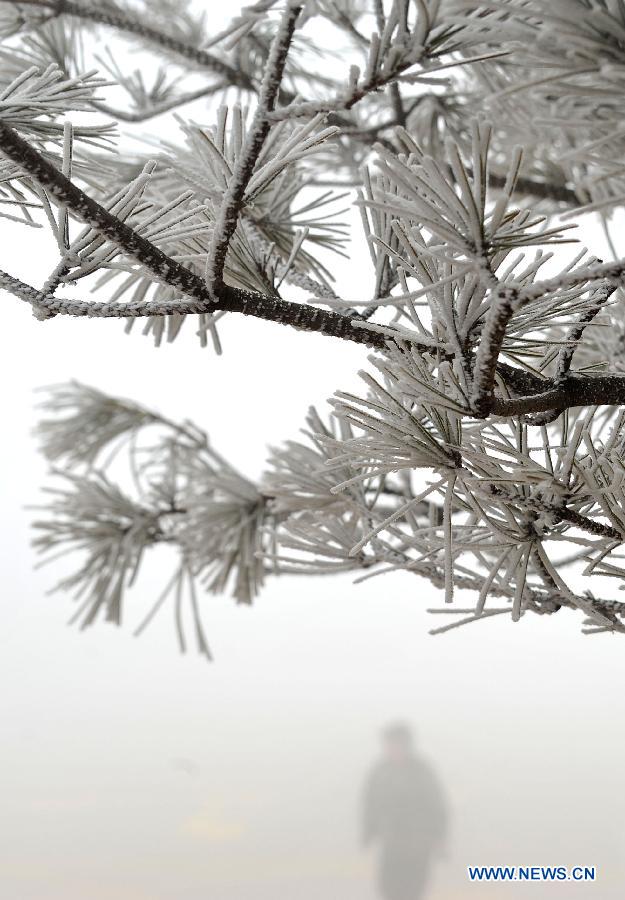 Photo taken on Jan. 15, 2013 shows the winter scenery of rimes in the mountainous areas of Jinan City, capital of east China's Shandong Province. (Xinhua/Xu Suhui)