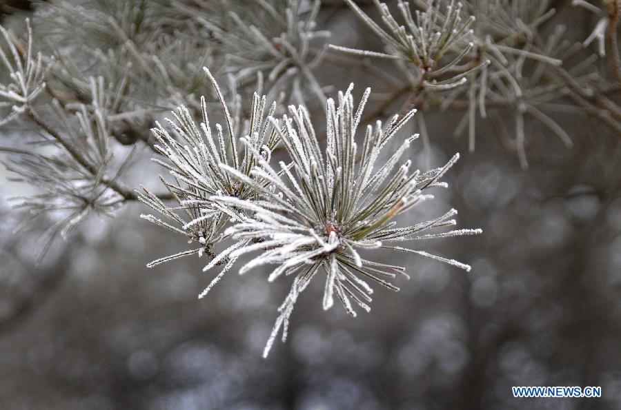 Photo taken on Jan. 15, 2013 shows the winter scenery of rimes in the mountainous areas of Jinan City, capital of east China's Shandong Province. (Xinhua/Xu Suhui)