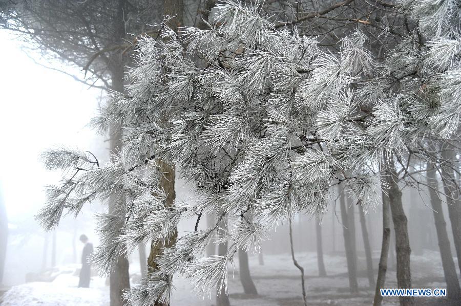 Photo taken on Jan. 15, 2013 shows the winter scenery of rimes in the mountainous areas of Jinan City, capital of east China's Shandong Province. (Xinhua/Xu Suhui)