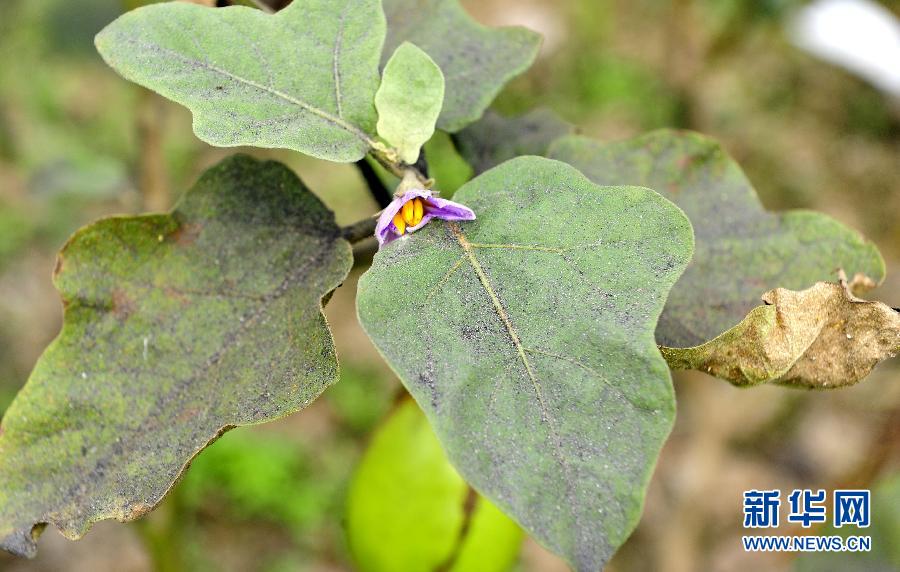 Eggplant leaves are covered by a thick layer of ash in Dongtan village on Sept. 23, 2012.（Xinhua/Hao Tongqian） 