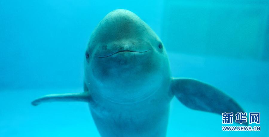 This river dolphin lives in Wuhan aquarium, the only place in the world for artificially bred river dolphins. (Xinhua/Cheng Min)