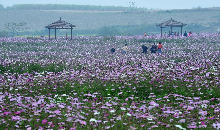 Visitors view flowers at a Kelsang flower (cosmos bipinnatus) field in Nanning, capital of south China's Guangxi Zhuang Autonomous Region, Jan. 16, 2013. The kelsang flower, or cosmos in scientific name, has entered its bloom season recently, attracting numbers of visitors. (Xinhua/Zhou Hua) 