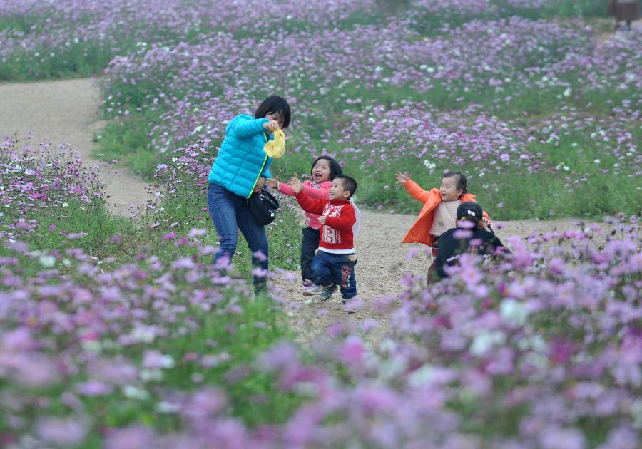 Visitors play at a Kelsang flower (cosmos bipinnatus) field in Nanning, capital of south China's Guangxi Zhuang Autonomous Region, Jan. 16, 2013. The kelsang flower, or cosmos in scientific name, has entered its bloom season recently, attracting numbers of visitors. (Xinhua/Zhou Hua)