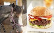 British scandal over horse meat contamination
