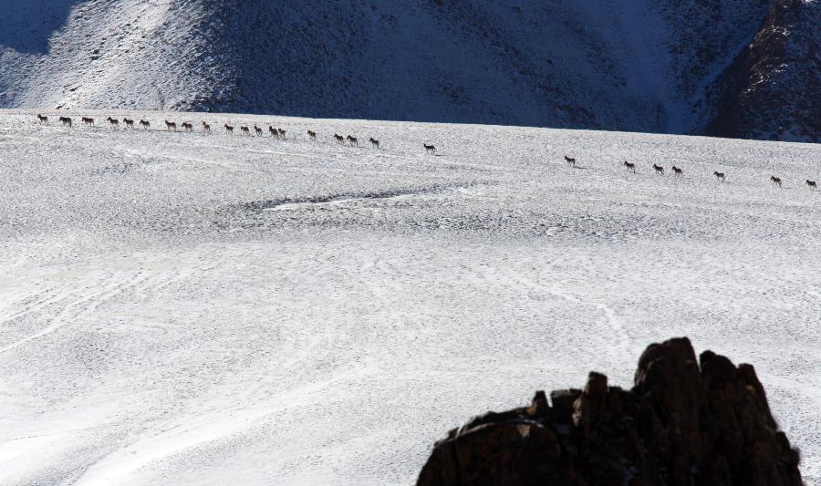 A flock of Kiang, wild asses which are found on the Tibetan plateau, are seen in Aksai Kazak Autonomous Prefecture of northwest China's Gansu Province, Jan. 16, 2013. (Xinhua/Hayrat) 