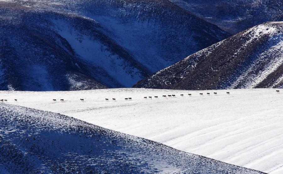 A flock of Kiang, wild asses which are found on the Tibetan plateau, are seen in Aksai Kazak Autonomous Prefecture of northwest China's Gansu Province, Jan. 16, 2013. (Xinhua/Hayrat) 