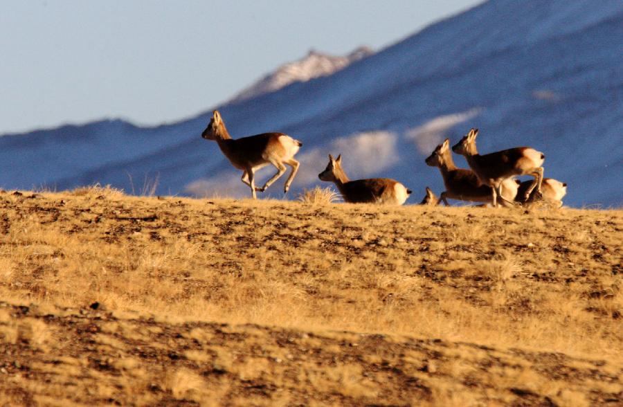A flock of Tibetan antelope are seen on Haltern plateau in Aksai Kazak Autonomous Prefecture of northwest China's Gansu Province, Jan. 16, 2013. (Xinhua/Hayrat) 