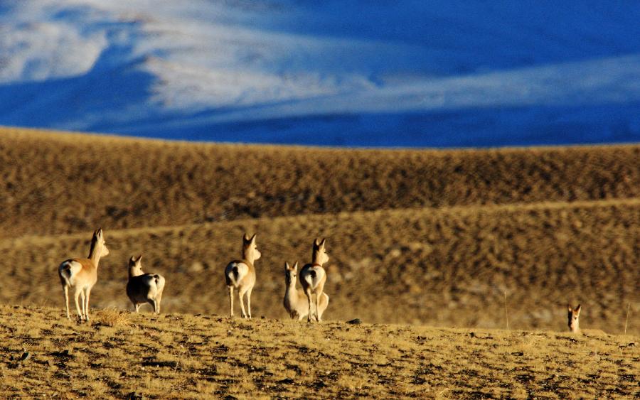 A flock of Tibetan antelope are seen on Haltern plateau in Aksai Kazak Autonomous Prefecture of northwest China's Gansu Province, Jan. 16, 2013. (Xinhua/Hayrat) 