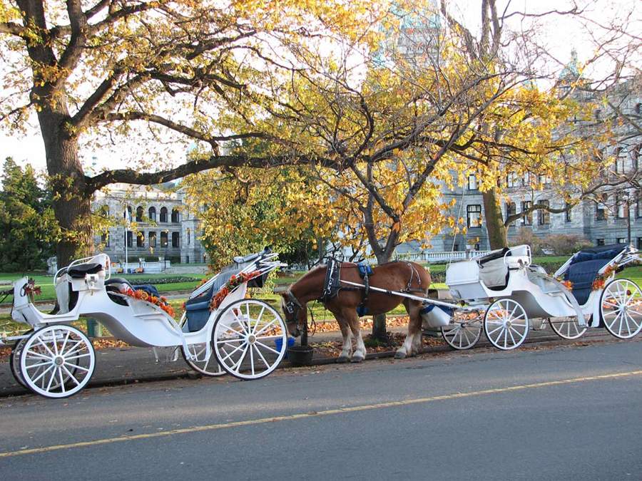 Canada (Photo Source: chinanews.com)