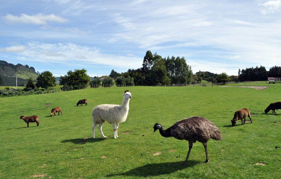 New Zealand (Photo Source: chinanews.com)