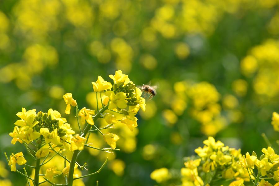 A bee flies among rape flowers in Luoping County, southwest China's Yunnan Province, Jan. 22, 2013. (Xinhua/Mao Hong) 