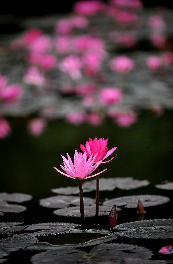 Photo taken on Jan. 22, 2013 shows lotus flowers in a pond in Haikou, capital of south China's Hainan Province. (Xinhua/Guo Cheng) 