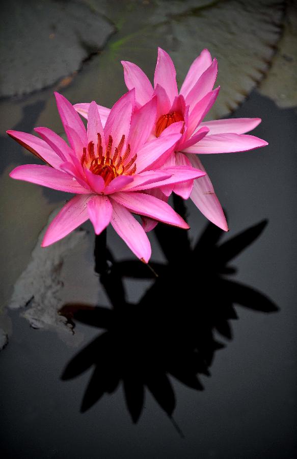 Photo taken on Jan. 22, 2013 shows lotus flowers in a pond in Haikou, capital of south China's Hainan Province. (Xinhua/Guo Cheng) 