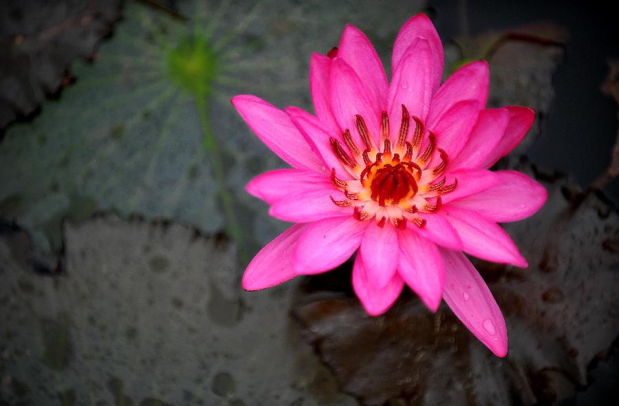 Photo taken on Jan. 22, 2013 shows a lotus flower in a pond in Haikou, capital of south China's Hainan Province. (Xinhua/Guo Cheng) 