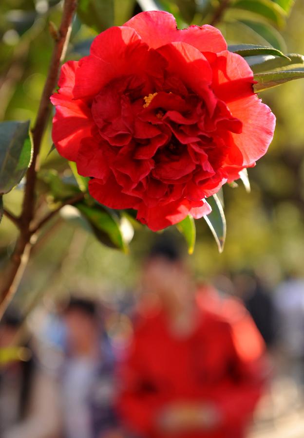 Blooming camellia flower is seen at Cuihu Park in Kunming, capital of southwest China's Yunnan Province, Jan. 22, 2013. A five-day flower festival opened here on Tuesday, showing more than 11 thousands of camellia flowers from over 80 species. Camellia flower is the city flower of Kunming. (Xinhua/Lin Yiguang) 