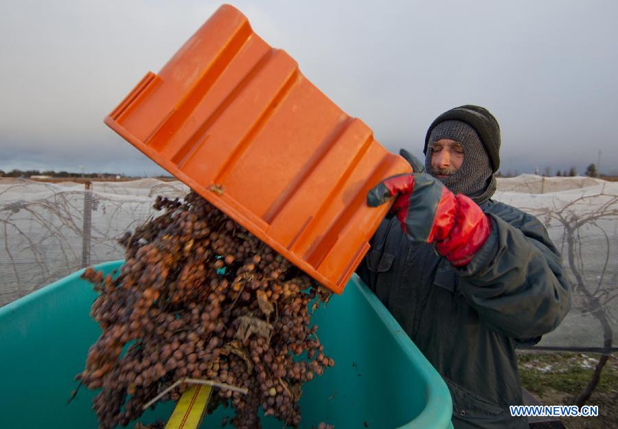 A farmer harvests iced grapes at dawn in the Town of Niagara-on-the-Lake, Ontario, Canada, Jan. 22, 2013 (Xinhua/Zou Zheng) (zw) 