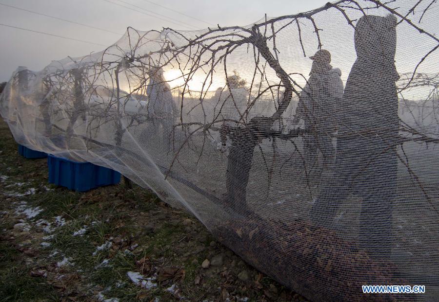 Farmers harvest iced grapes at dawn in the Town of Niagara-on-the-Lake, Ontario, Canada, Jan. 22, 2013 (Xinhua/Zou Zheng)