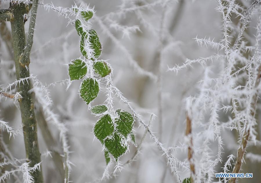 Photo taken on Jan. 23, 2013 shows the rime view in a park in Brussels, Belgium, after a heavy fog with low temperature. (Xinhua/Ye Pingfan) 