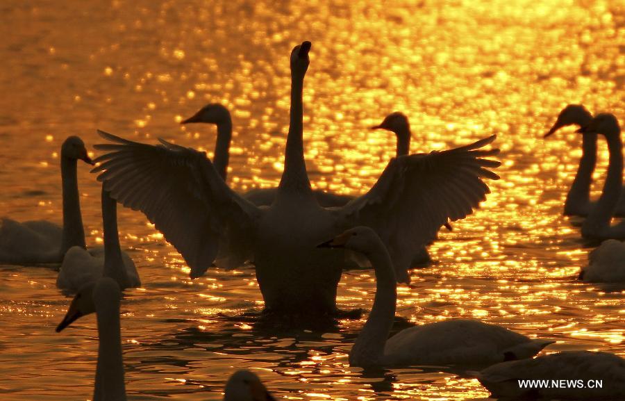 Swans swim on a lake in the Yellow River wetland in Pinglu County, north China's Shanxi Province, Jan. 23, 2013. (Xinhua/Xue Jun)  